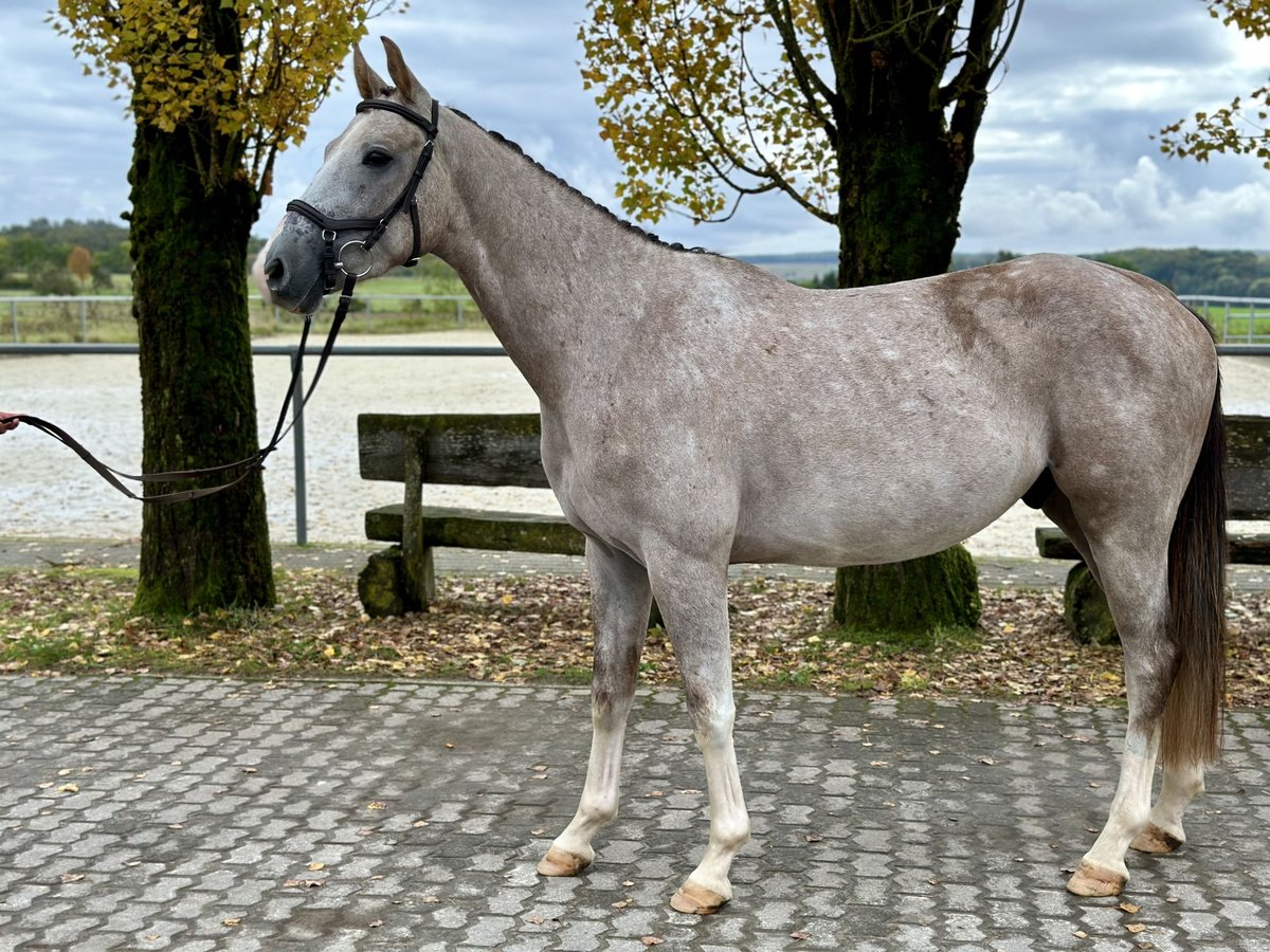 Zangersheide Caballo castrado 3 años 161 cm Tordo in Merzig