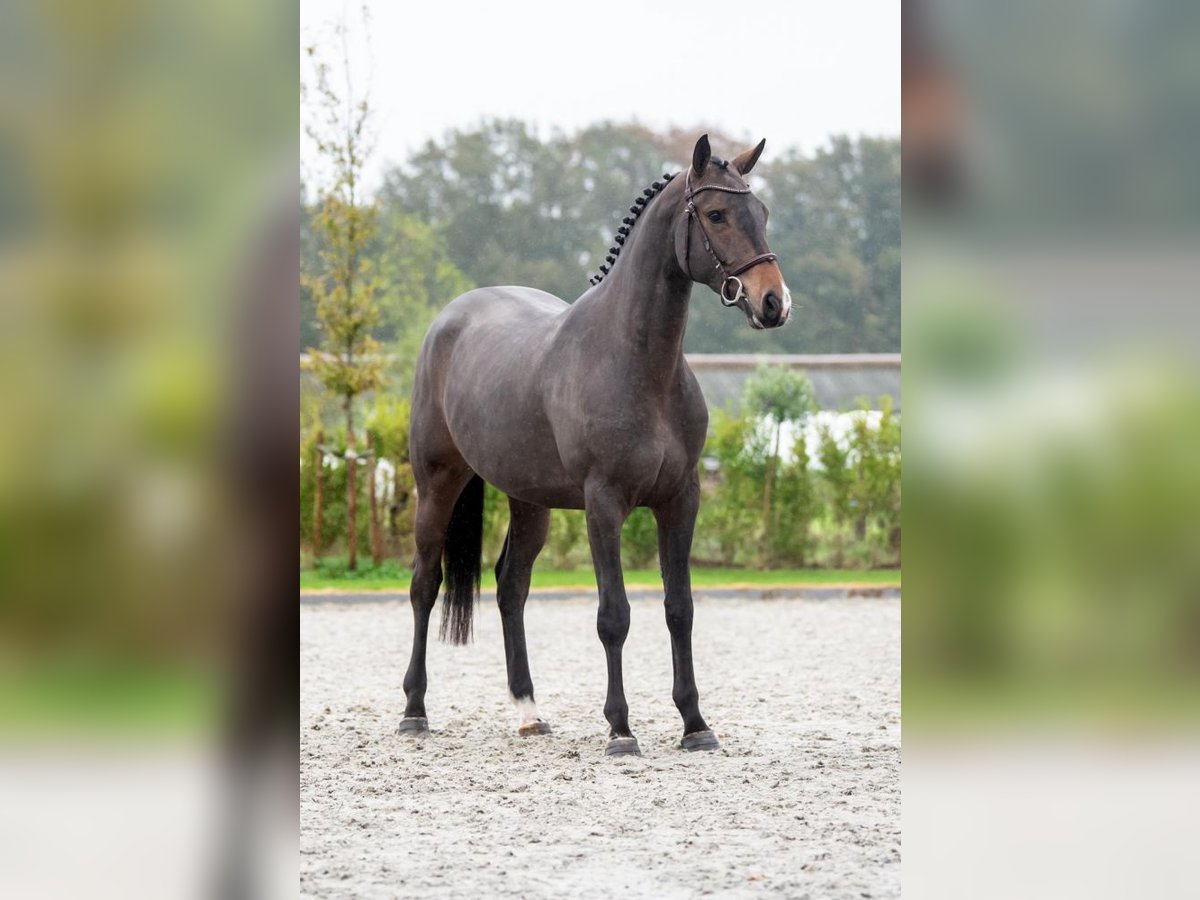 Zangersheide Caballo castrado 3 años 163 cm Negro in Bladel