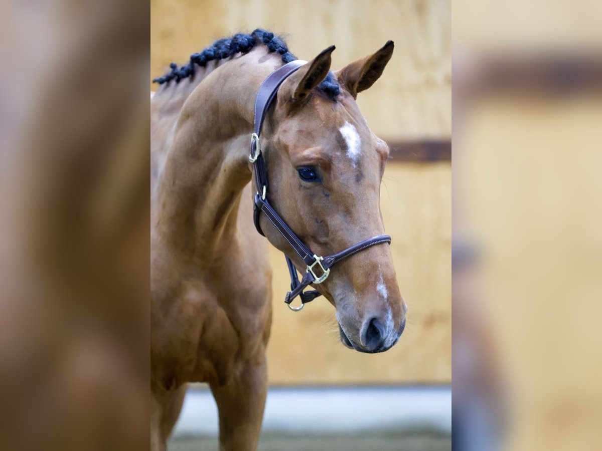 Zangersheide Caballo castrado 3 años 164 cm Castaño rojizo in Kinrooi