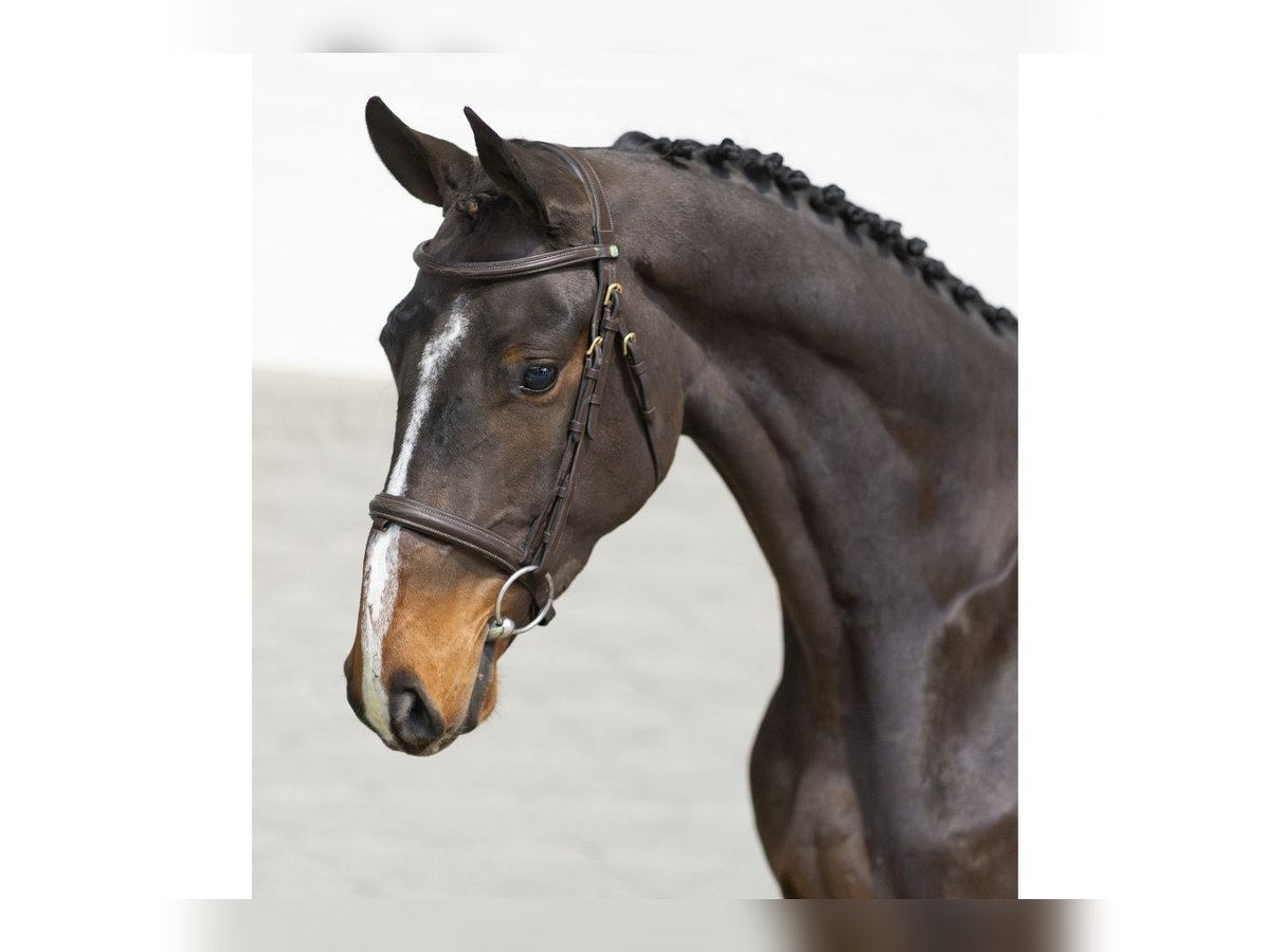 Zangersheide Caballo castrado 3 años 165 cm Castaño oscuro in Heerde