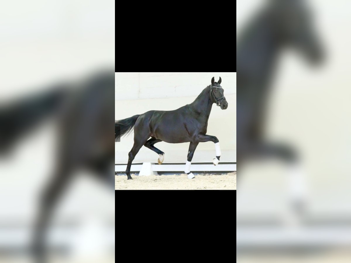 Zangersheide Caballo castrado 3 años 165 cm Negro in Bocholt