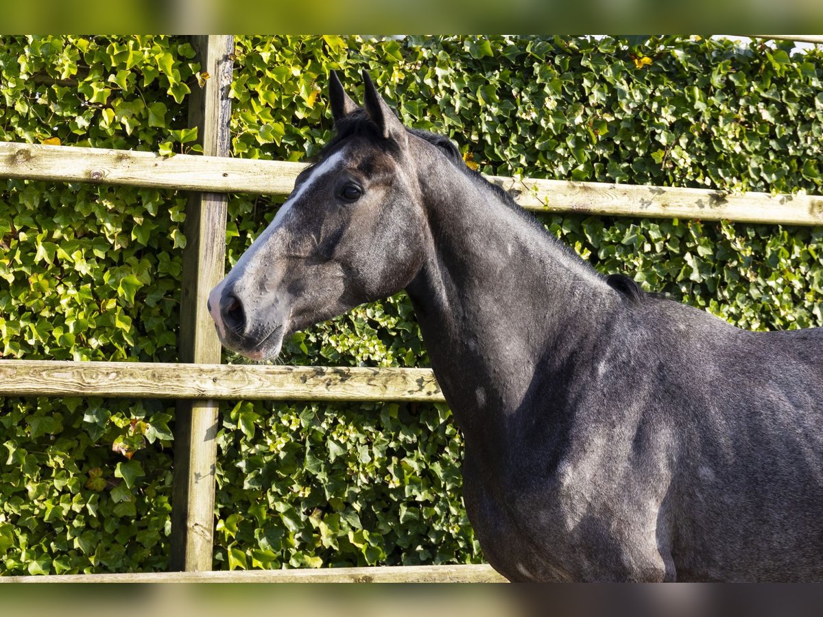 Zangersheide Caballo castrado 3 años 165 cm Tordo in Waddinxveen