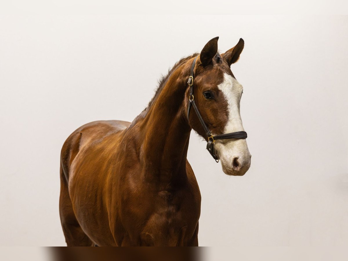 Zangersheide Caballo castrado 3 años 166 cm Castaño in Waddinxveen