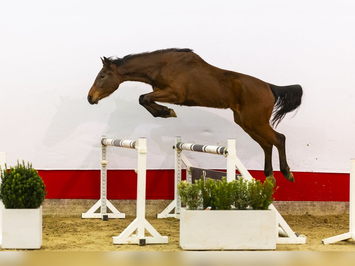 Zangersheide Caballo castrado 3 años 166 cm Castaño in Waddinxveen