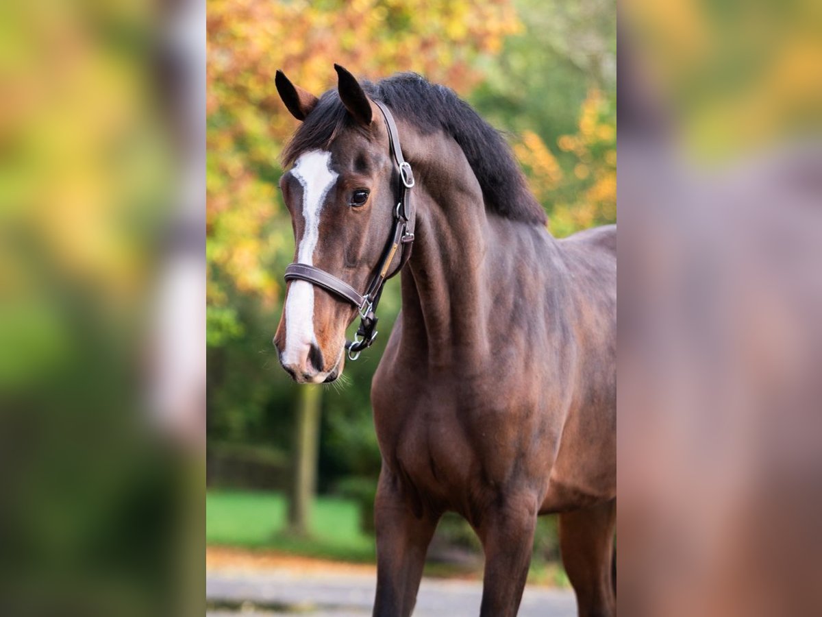 Zangersheide Caballo castrado 3 años 166 cm Castaño oscuro in Bladel