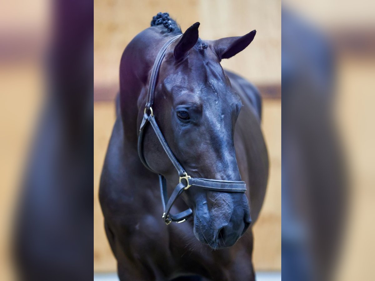 Zangersheide Caballo castrado 3 años 166 cm Negro in Kinrooi