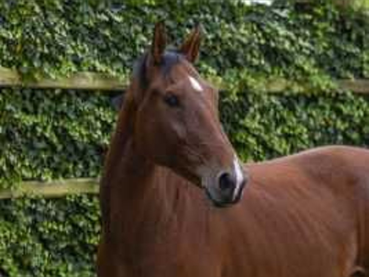 Zangersheide Caballo castrado 3 años 167 cm Castaño in Waddinxveen