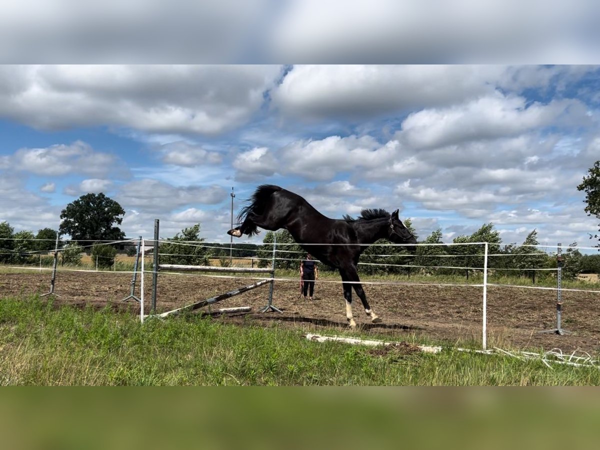 Zangersheide Caballo castrado 3 años 167 cm Morcillo in Siedleczek