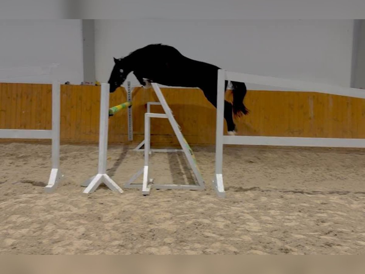 Zangersheide Caballo castrado 3 años 167 cm Negro in KRAJENKA