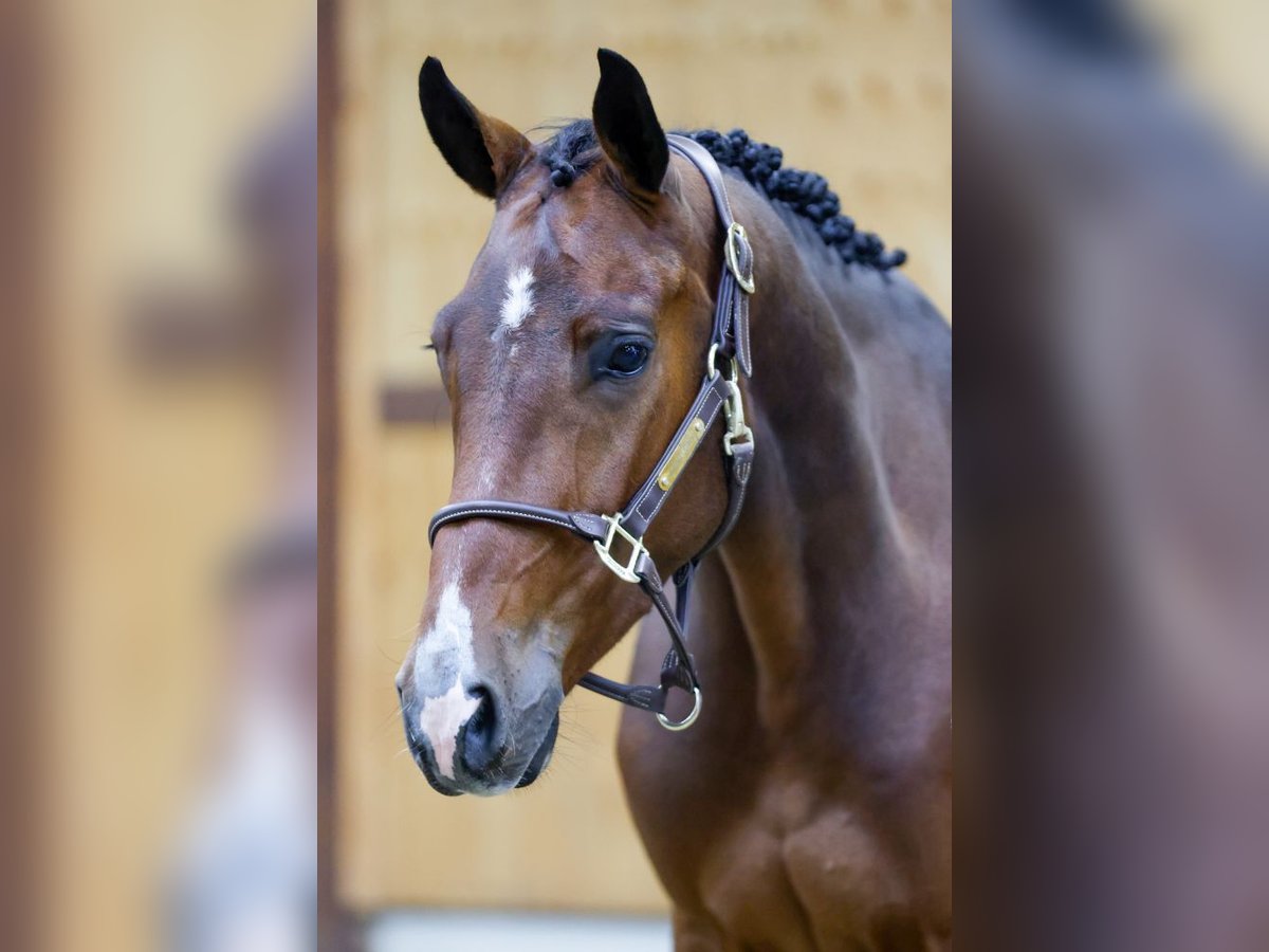 Zangersheide Caballo castrado 3 años 168 cm Castaño in Kinrooi