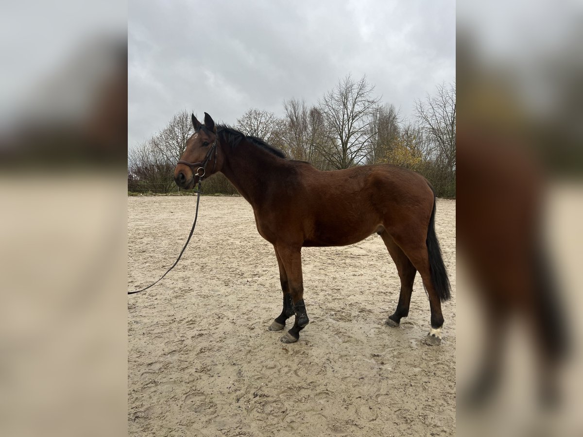 Zangersheide Caballo castrado 3 años 168 cm Castaño in Lille