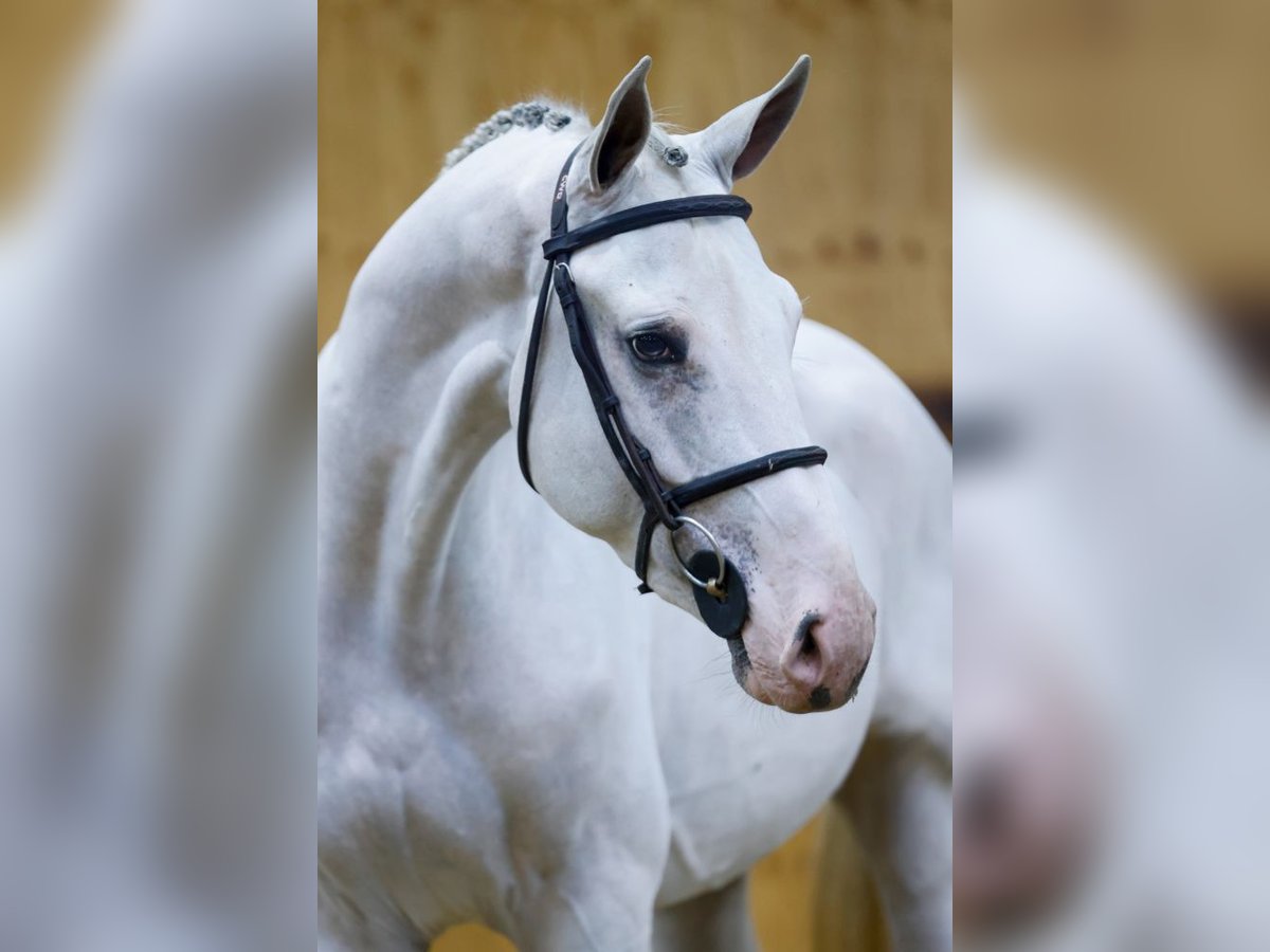 Zangersheide Caballo castrado 3 años 168 cm Tordo in Kinrooi