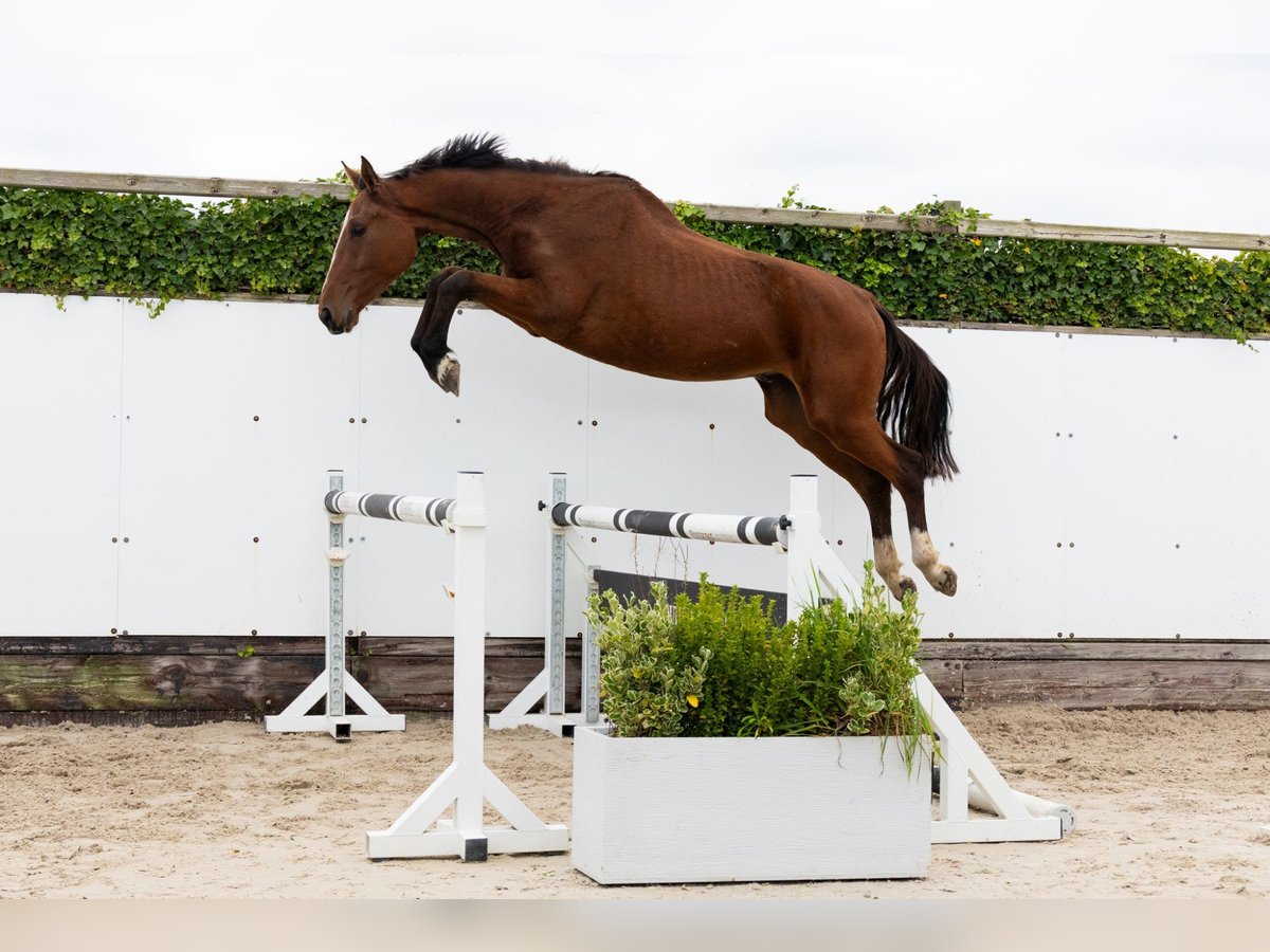 Zangersheide Caballo castrado 3 años 169 cm Castaño in Lochem Zangersheide Caballo castrado 3 años 169 cm Castaño in Lochem