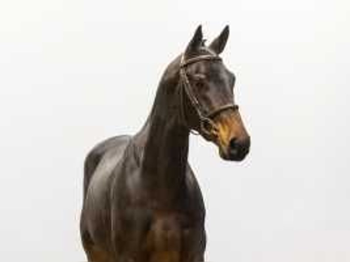 Zangersheide Caballo castrado 3 años 169 cm Castaño in Waddinxveen