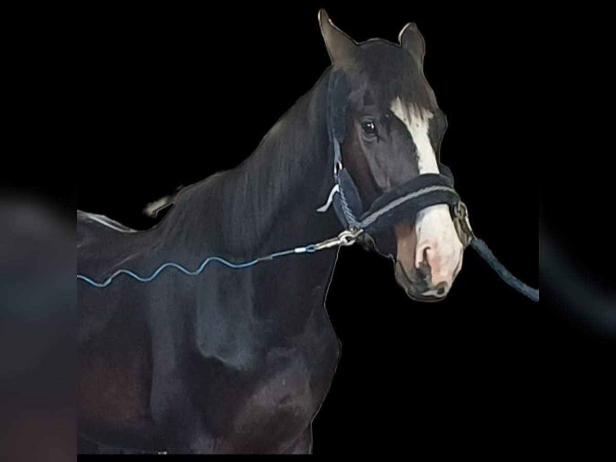 Zangersheide Mestizo Caballo castrado 3 años 170 cm Castaño in Houthulst