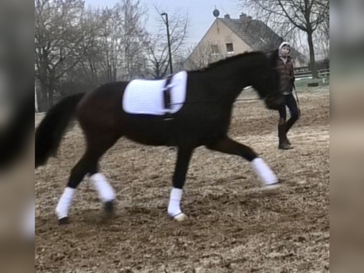 Zangersheide Caballo castrado 3 años 170 cm Castaño oscuro in Brandenburg an der Havel