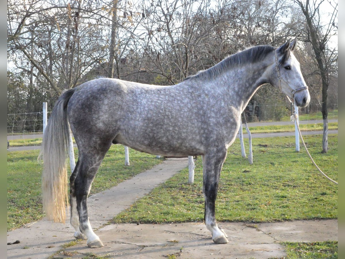 Zangersheide Caballo castrado 3 años 173 cm Tordo ruano in Kecskemét