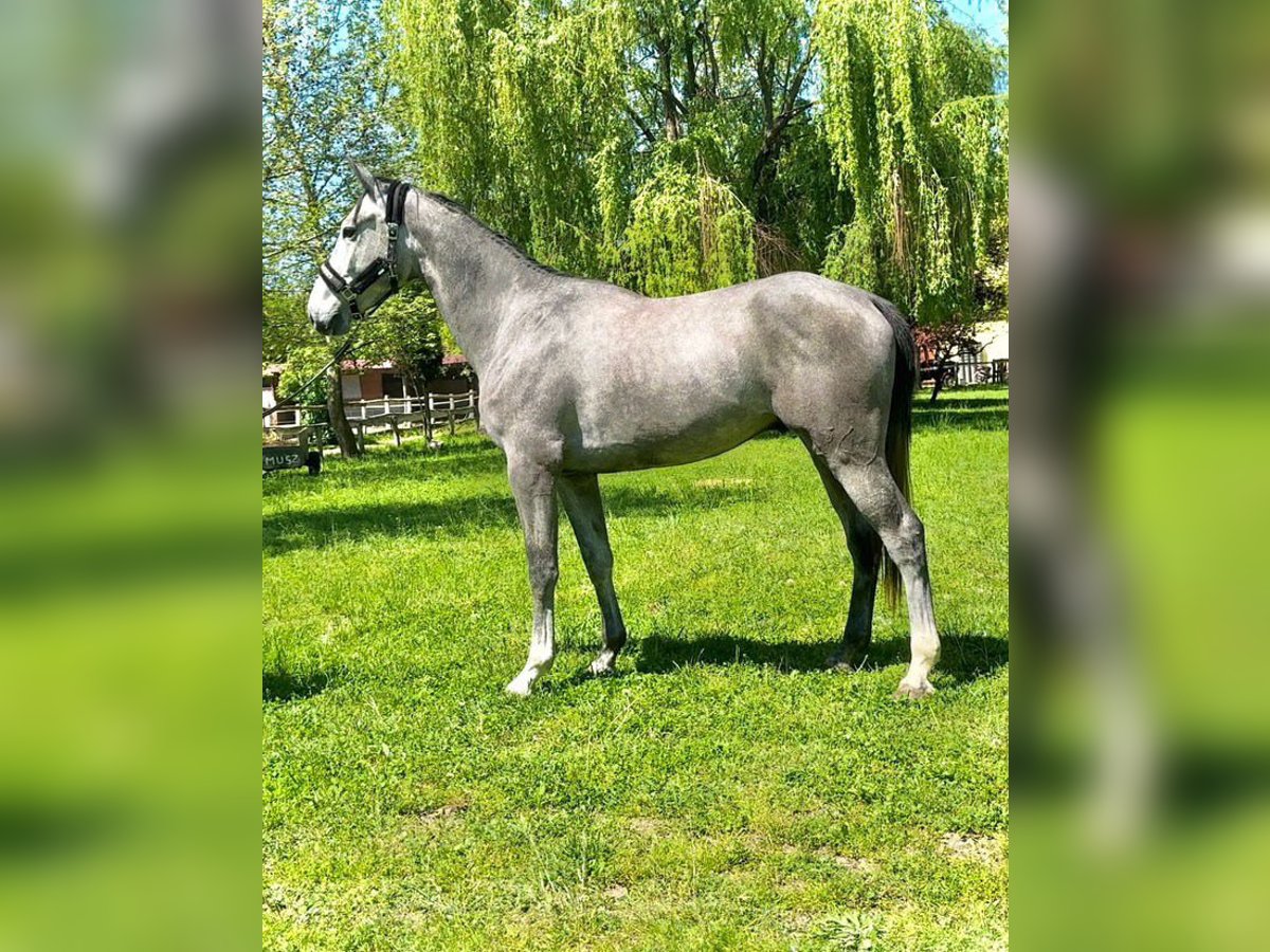 Zangersheide Caballo castrado 3 años 175 cm Tordillo negro in Tabajd
