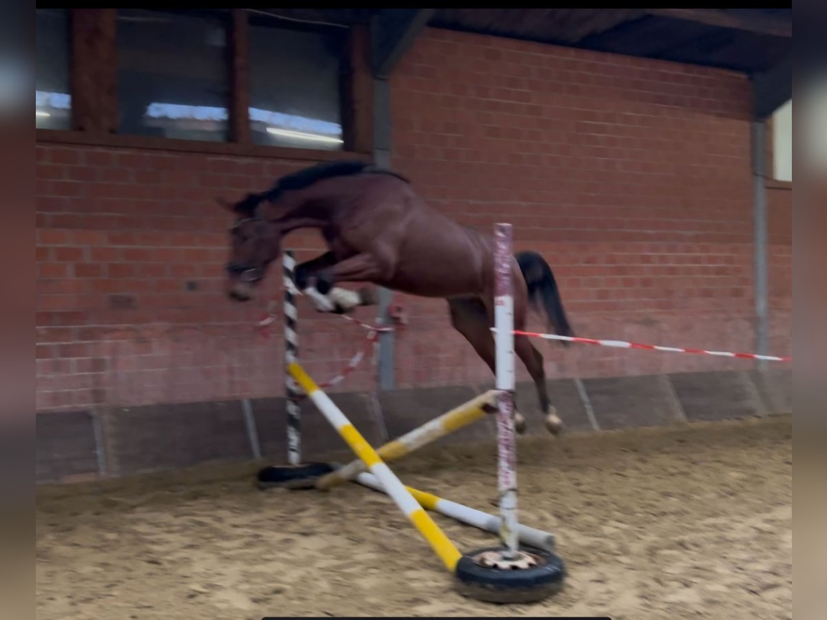 Zangersheide Caballo castrado 3 años 176 cm Castaño in Wachtendonk
