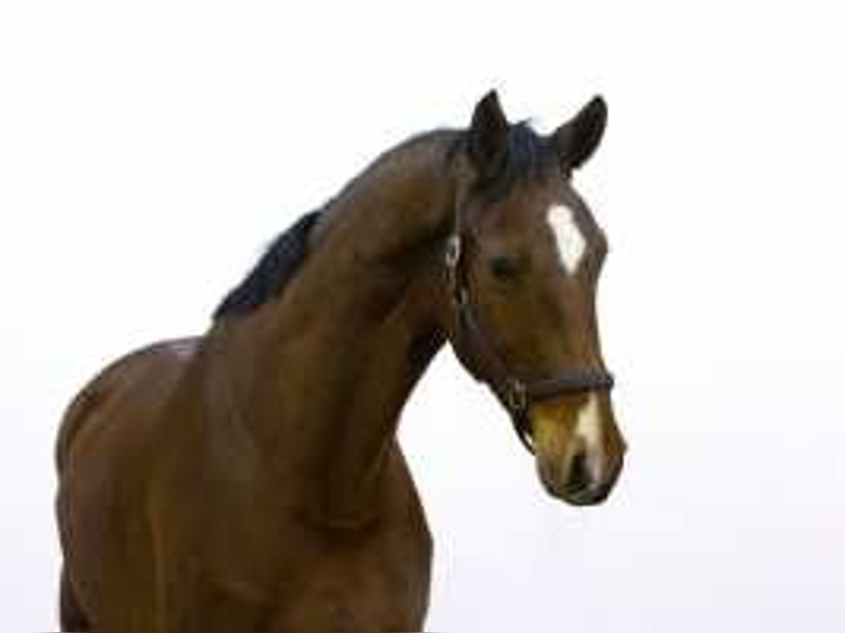 Zangersheide Caballo castrado 3 años 177 cm Castaño in Waddinxveen