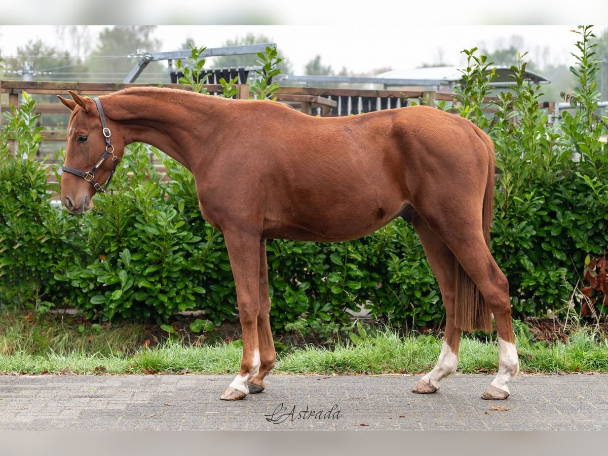 Zangersheide Caballo castrado 3 años Alazán in Bladel