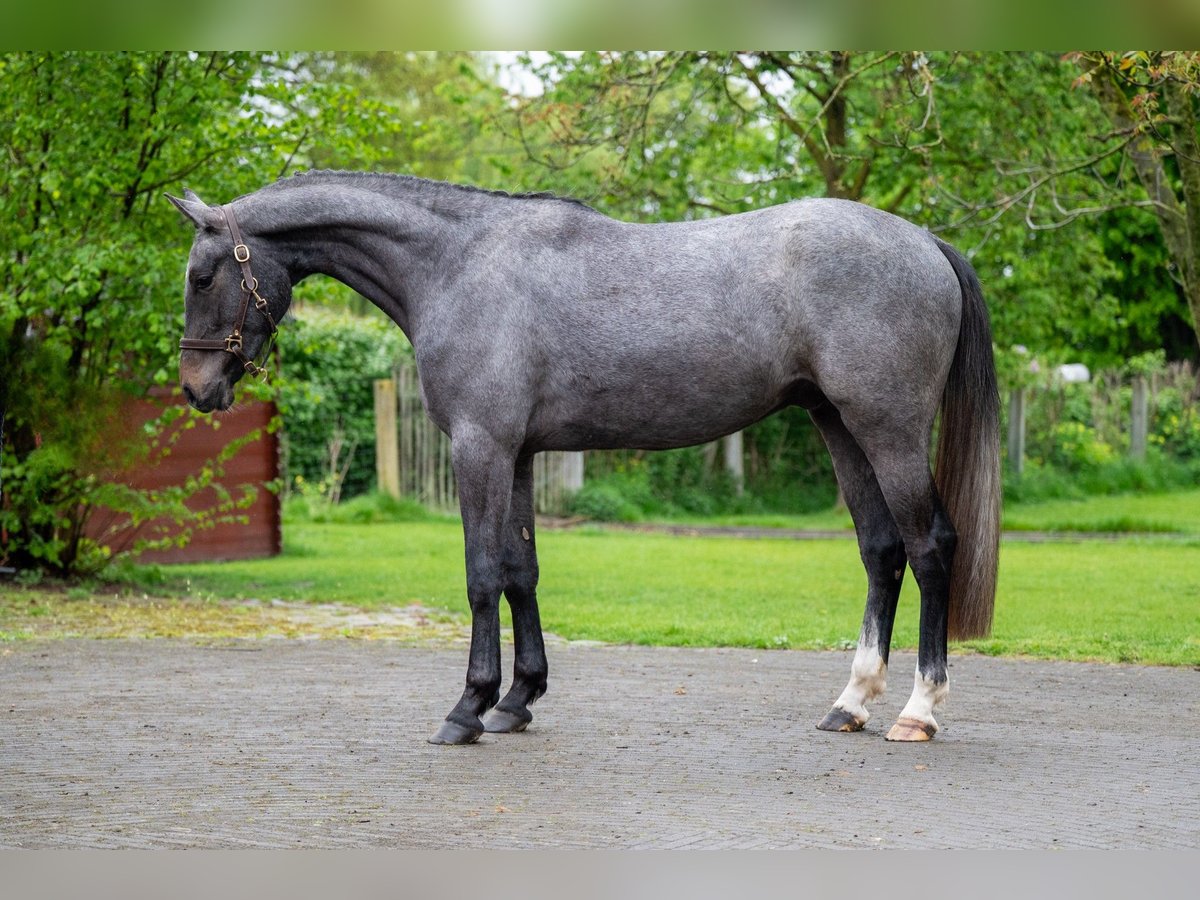 Zangersheide Caballo castrado 3 años White/Blanco in GROTE BROGEL