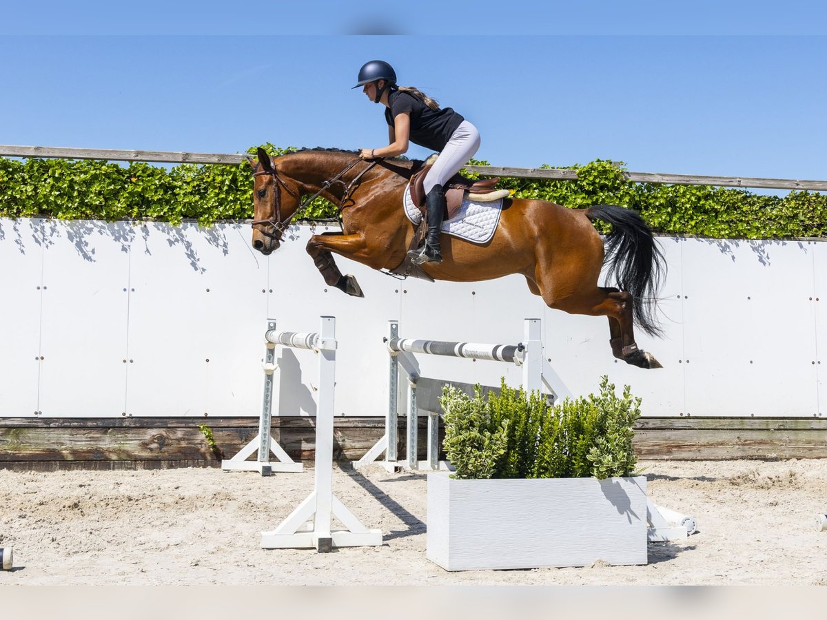 Zangersheide Caballo castrado 4 años 162 cm Castaño in Waddinxveen
