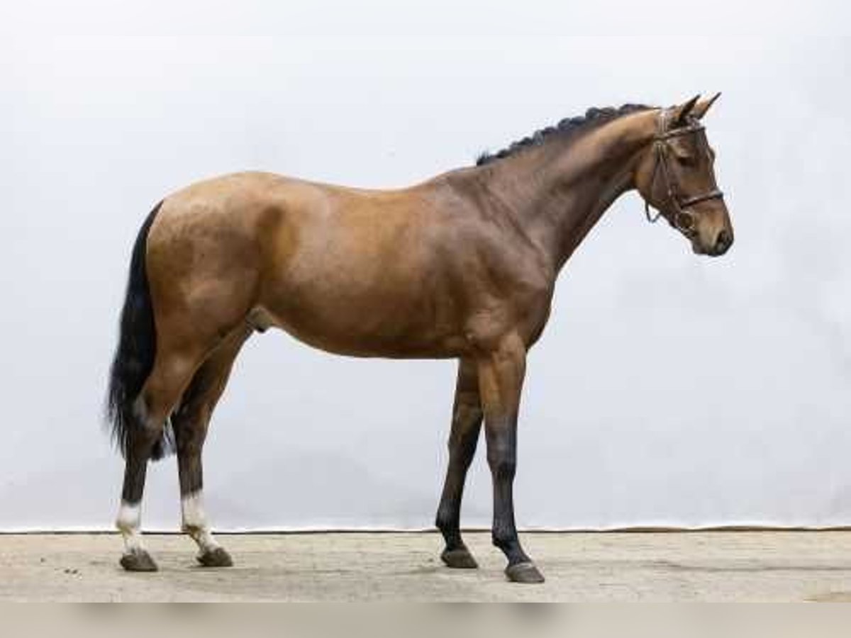 Zangersheide Caballo castrado 4 años 162 cm Castaño in Waddinxveen