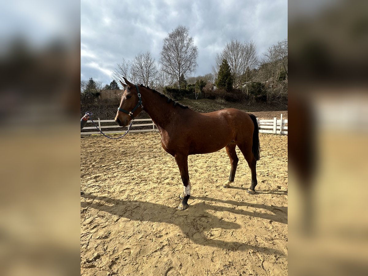 Zangersheide Caballo castrado 4 años 163 cm Castaño in Zella-Mehlis