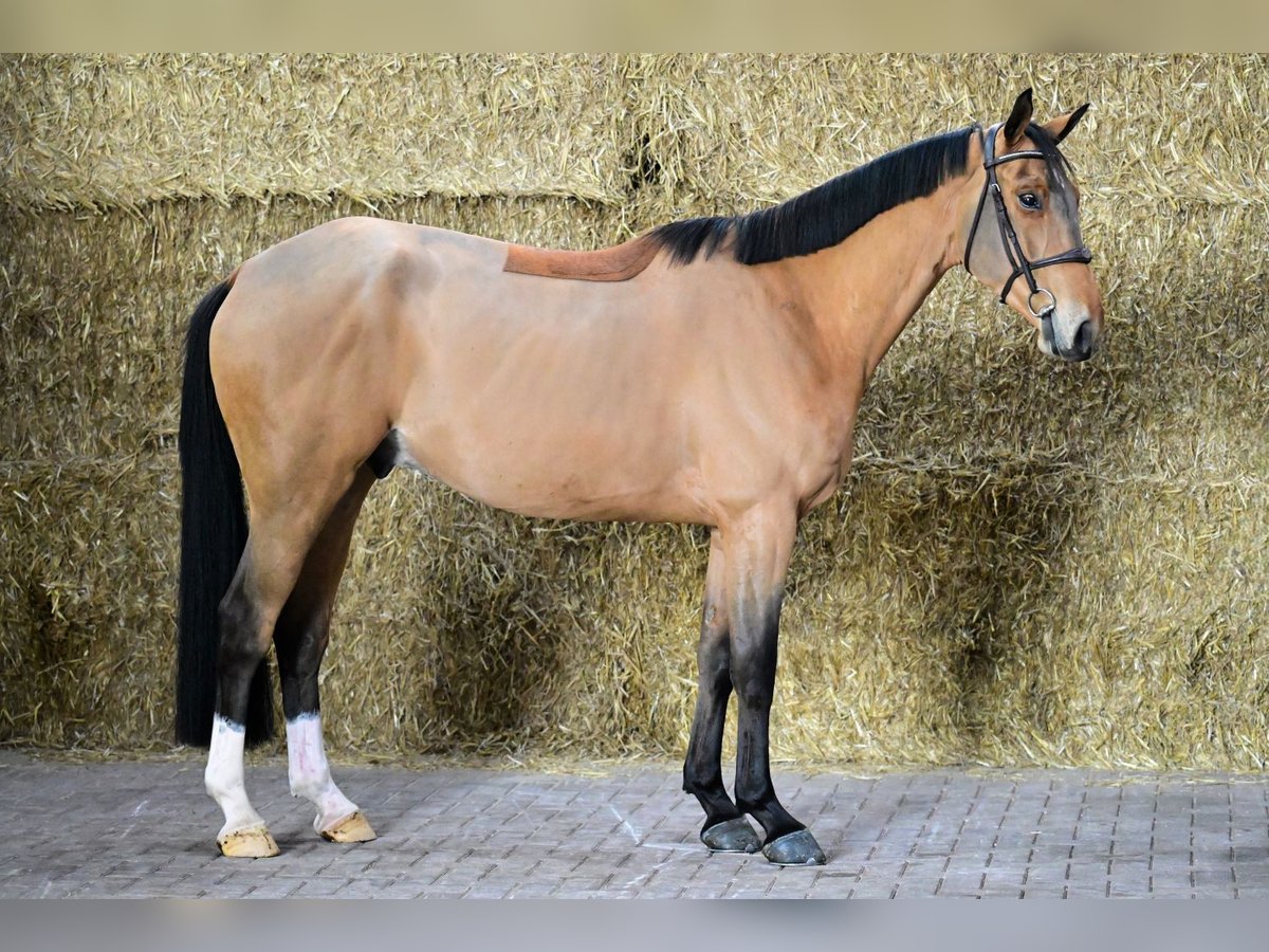 Zangersheide Caballo castrado 4 años 165 cm Castaño in Bladel