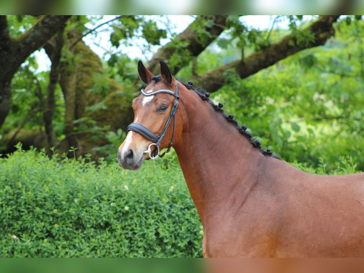 Zangersheide Caballo castrado 4 años 165 cm Castaño in Ro&#xDF;dorf