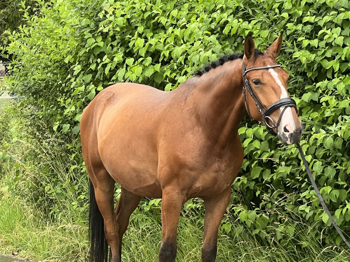 Zangersheide Caballo castrado 4 años 165 cm Castaño in Reinach AG