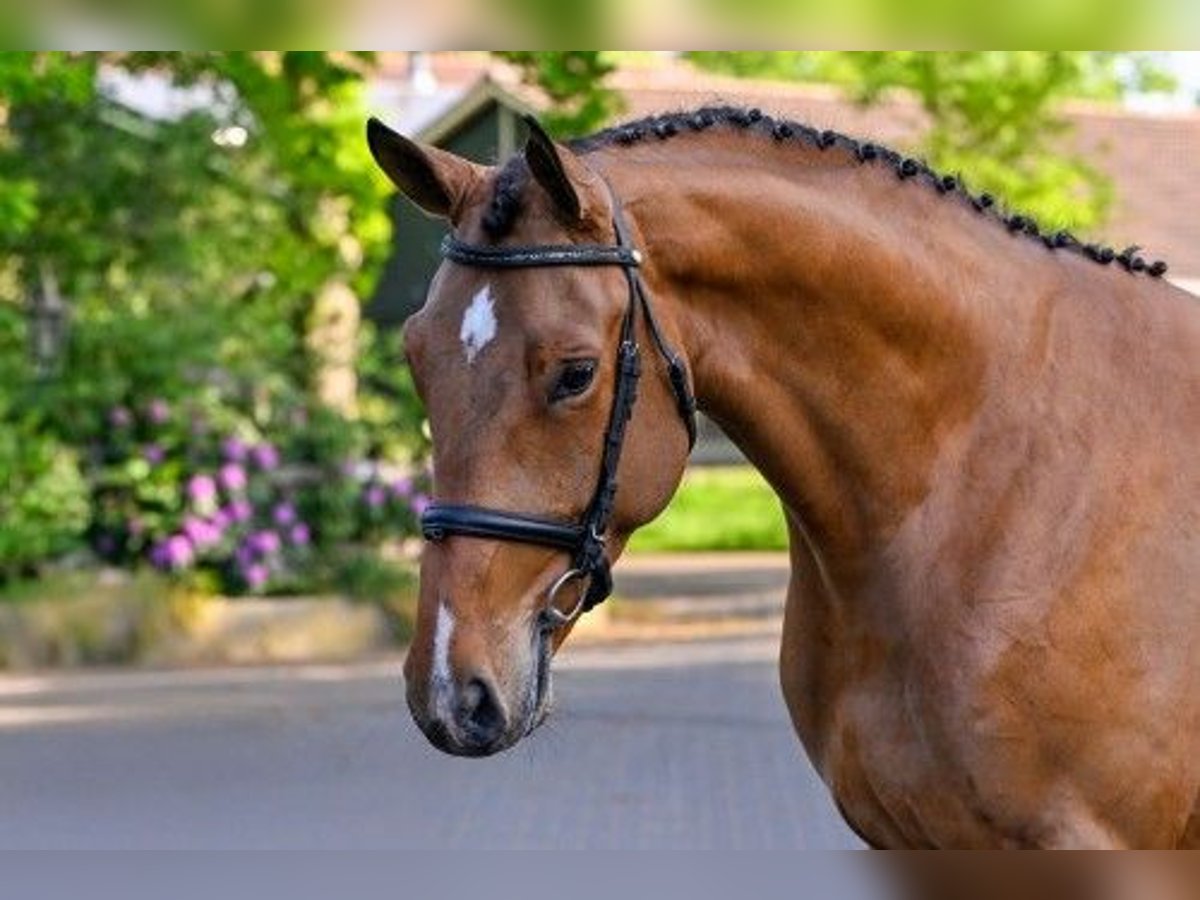 Zangersheide Caballo castrado 4 años 165 cm Castaño in Heerde
