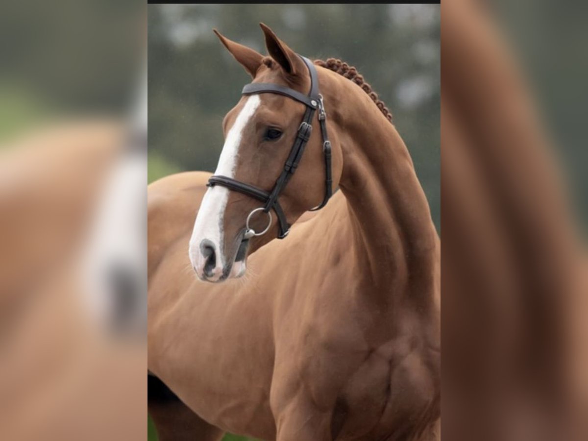 Zangersheide Caballo castrado 4 años 166 cm Alazán in Bladel