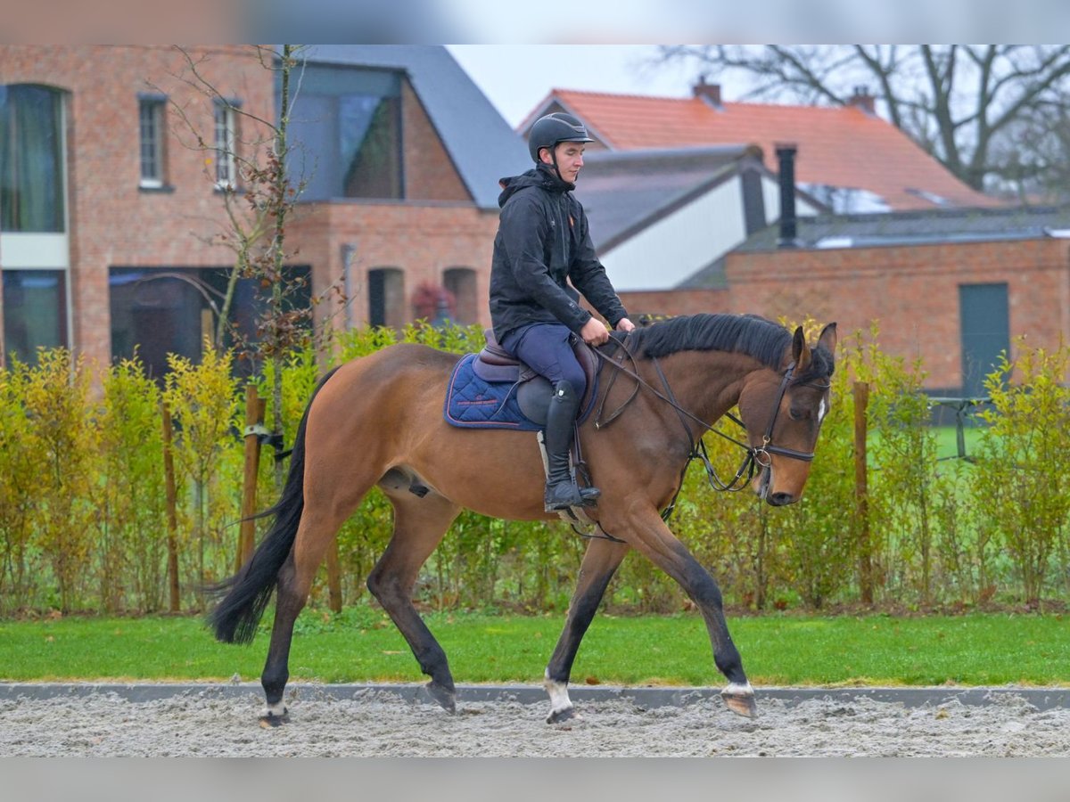 Zangersheide Caballo castrado 4 años 166 cm Castaño in Bladel