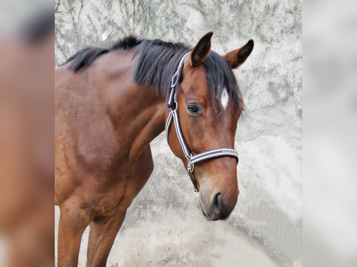 Zangersheide Caballo castrado 4 años 166 cm Castaño in Bomlitz