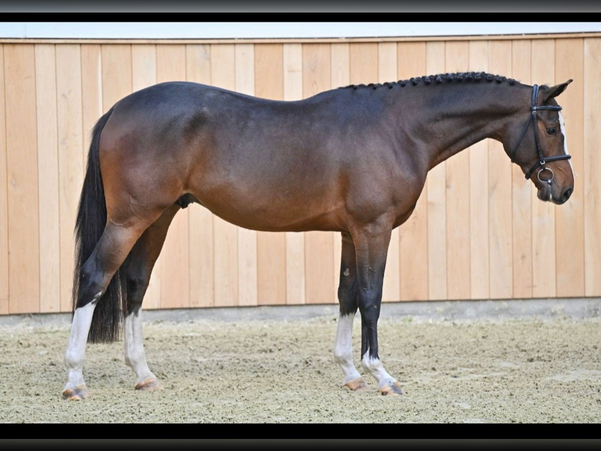 Zangersheide Caballo castrado 4 años 166 cm Castaño in GROTE-BROGEL