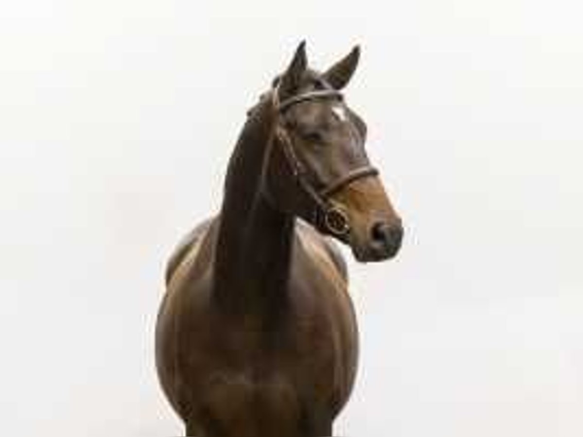 Zangersheide Caballo castrado 4 años 166 cm Castaño in Waddinxveen