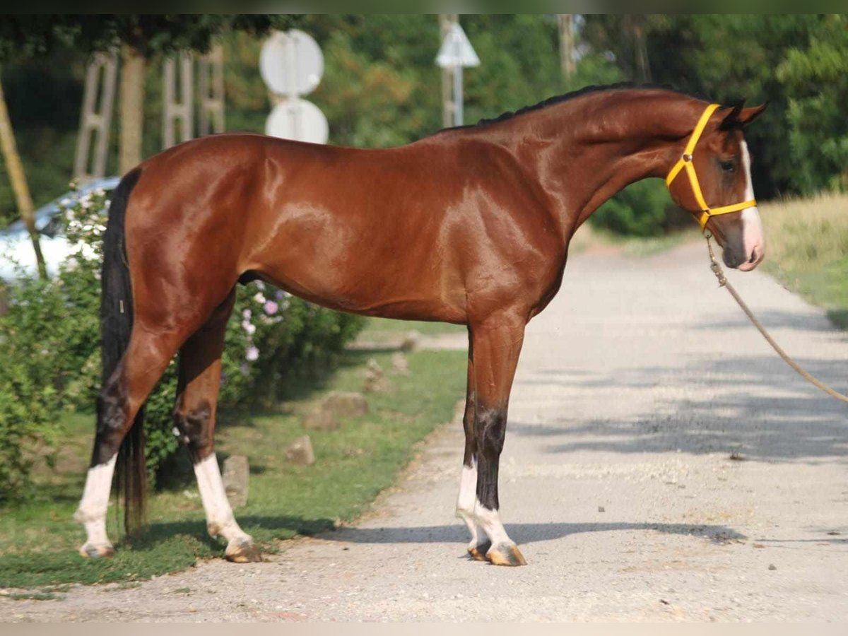 Zangersheide Caballo castrado 4 años 167 cm Castaño in Albertville