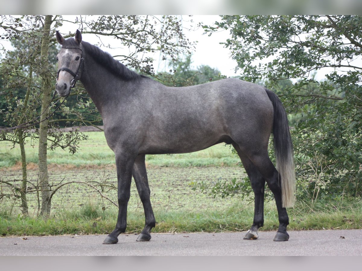 Zangersheide Caballo castrado 4 años 167 cm Tordo in Großenwiehe