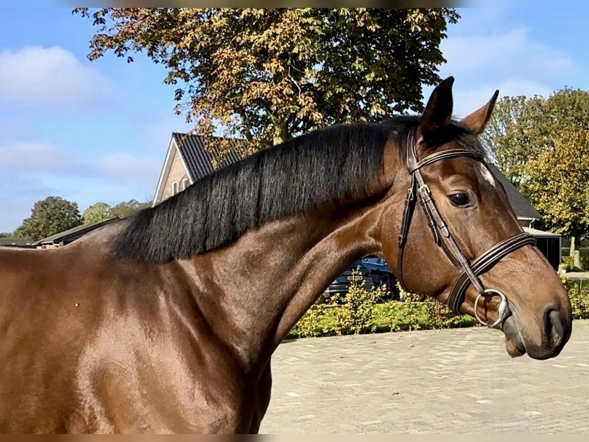 Zangersheide Caballo castrado 4 años 168 cm Castaño oscuro in Bladel