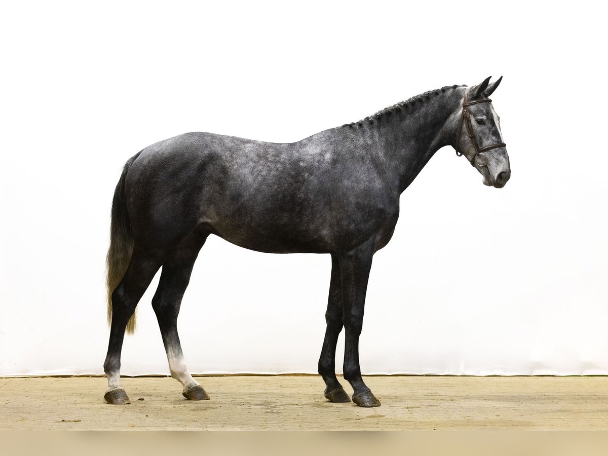 Zangersheide Caballo castrado 4 años 168 cm Grullo in Waddinxveen