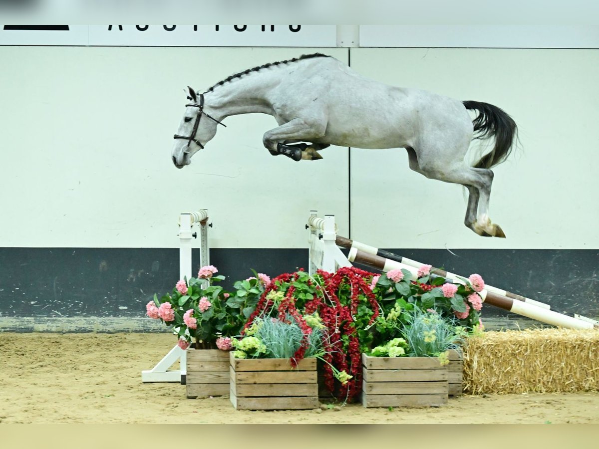 Zangersheide Caballo castrado 4 años 168 cm Tordo in Bladel