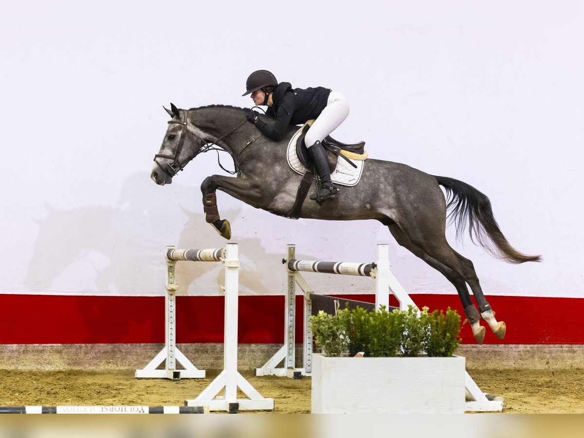 Zangersheide Caballo castrado 4 años 168 cm Tordo in Waddinxveen