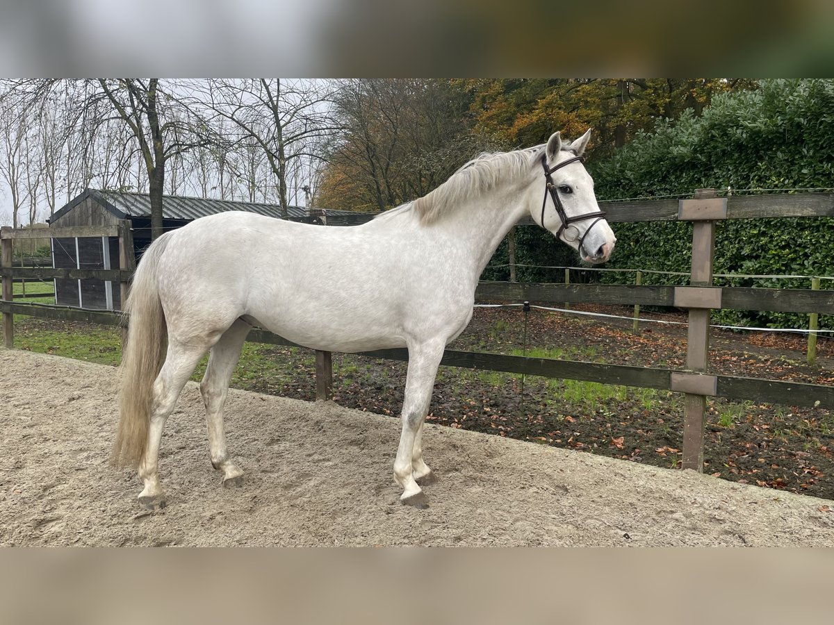 Zangersheide Caballo castrado 4 años 168 cm Tordo rodado in Aalter