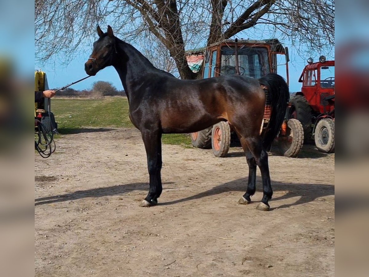 Zangersheide Caballo castrado 4 años 169 cm Castaño oscuro in Békéscsaba