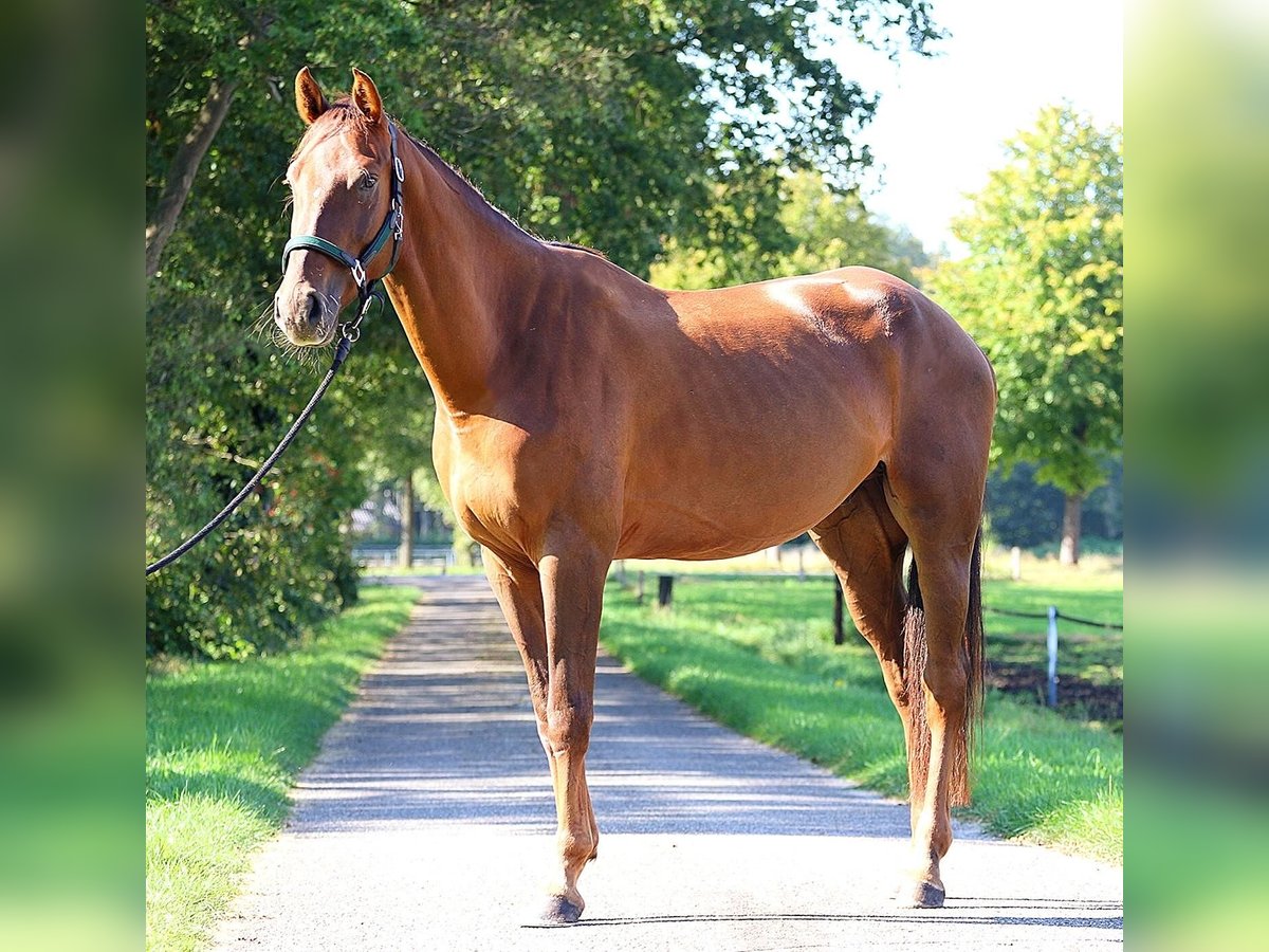 Zangersheide Caballo castrado 4 años 170 cm Alazán-tostado in Rossum