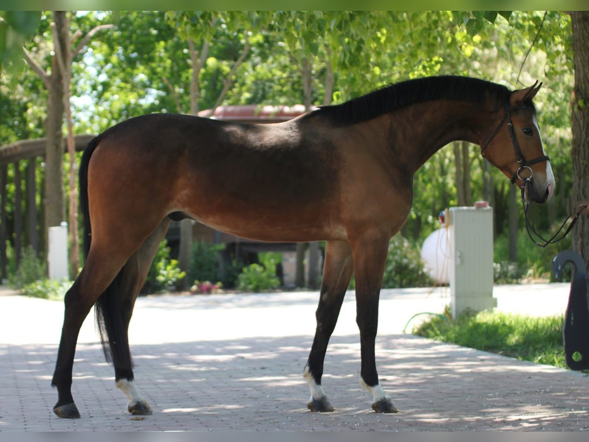 Zangersheide Caballo castrado 4 años 170 cm Castaño in Halberain