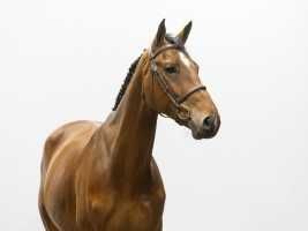 Zangersheide Caballo castrado 4 años 170 cm Castaño in Waddinxveen