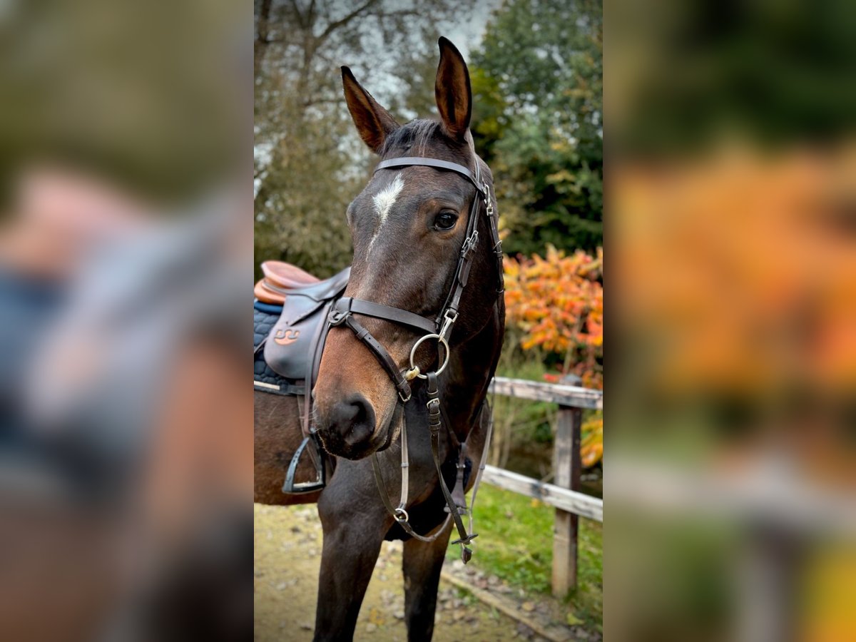 Zangersheide Caballo castrado 4 años 170 cm Castaño oscuro in Limburg an der Lahn